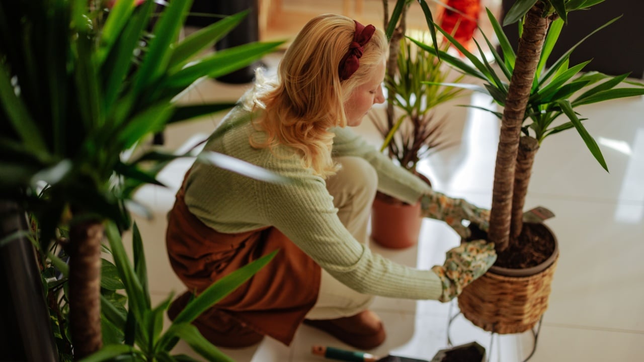 A focused woman engages in the process of re-potting a houseplant, surrounded by gardening tools and plants