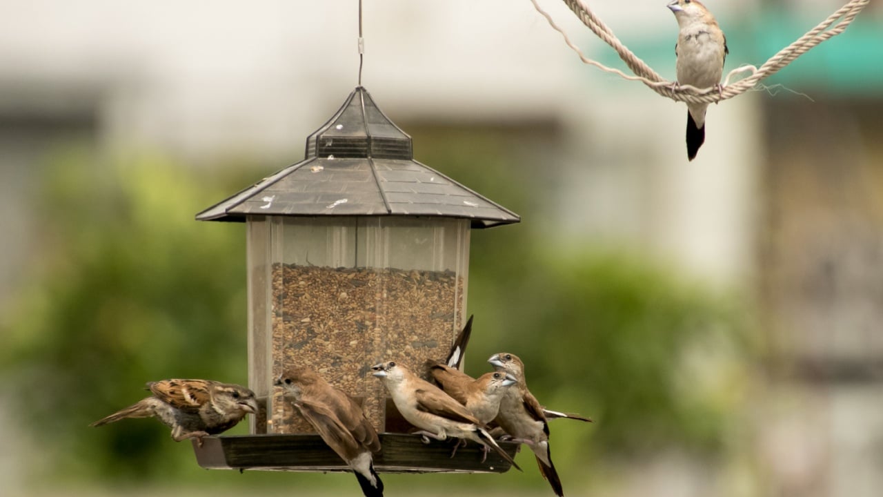 A small flock of birds feeding from a bird feeder with another bird perching on a hanging rope