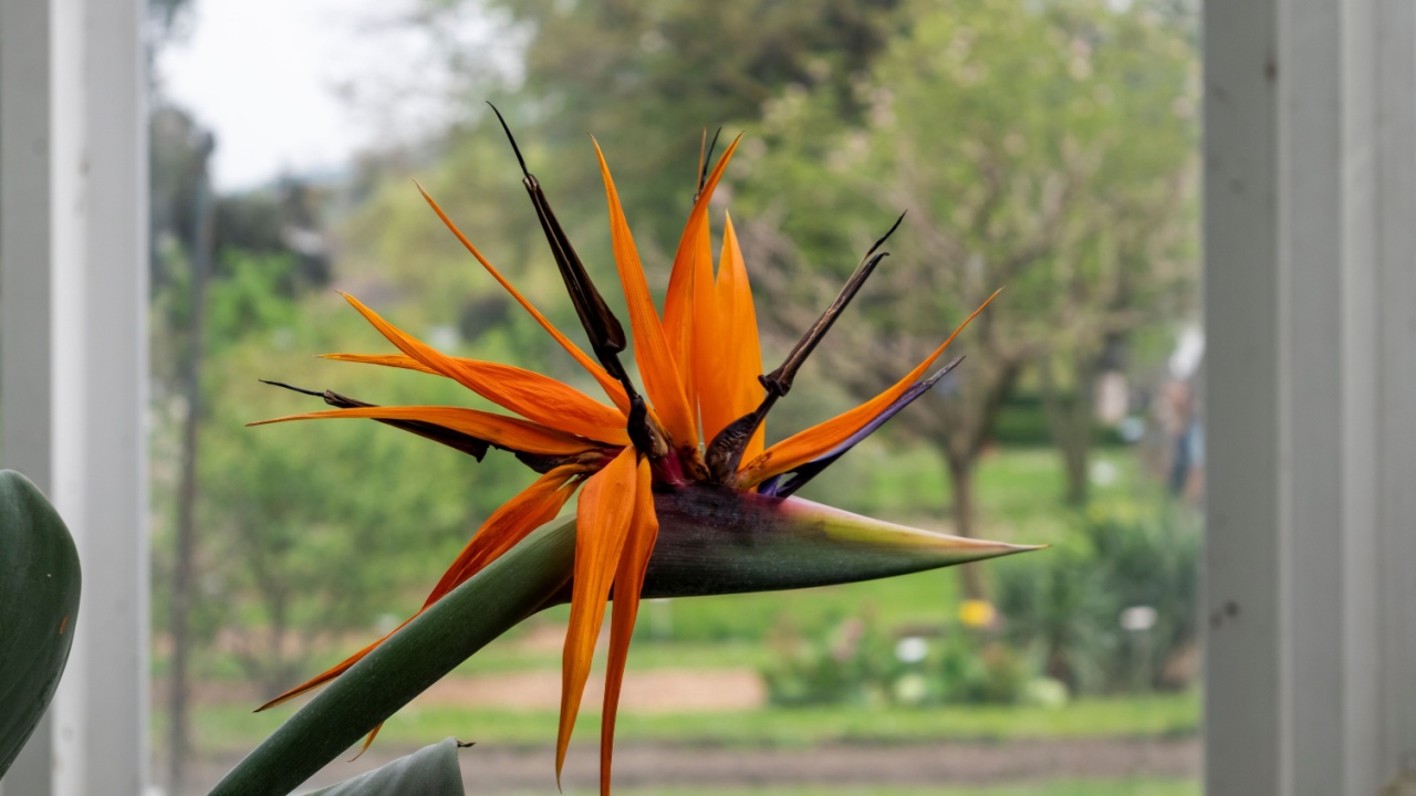 First flower plan. Nature color on green background.