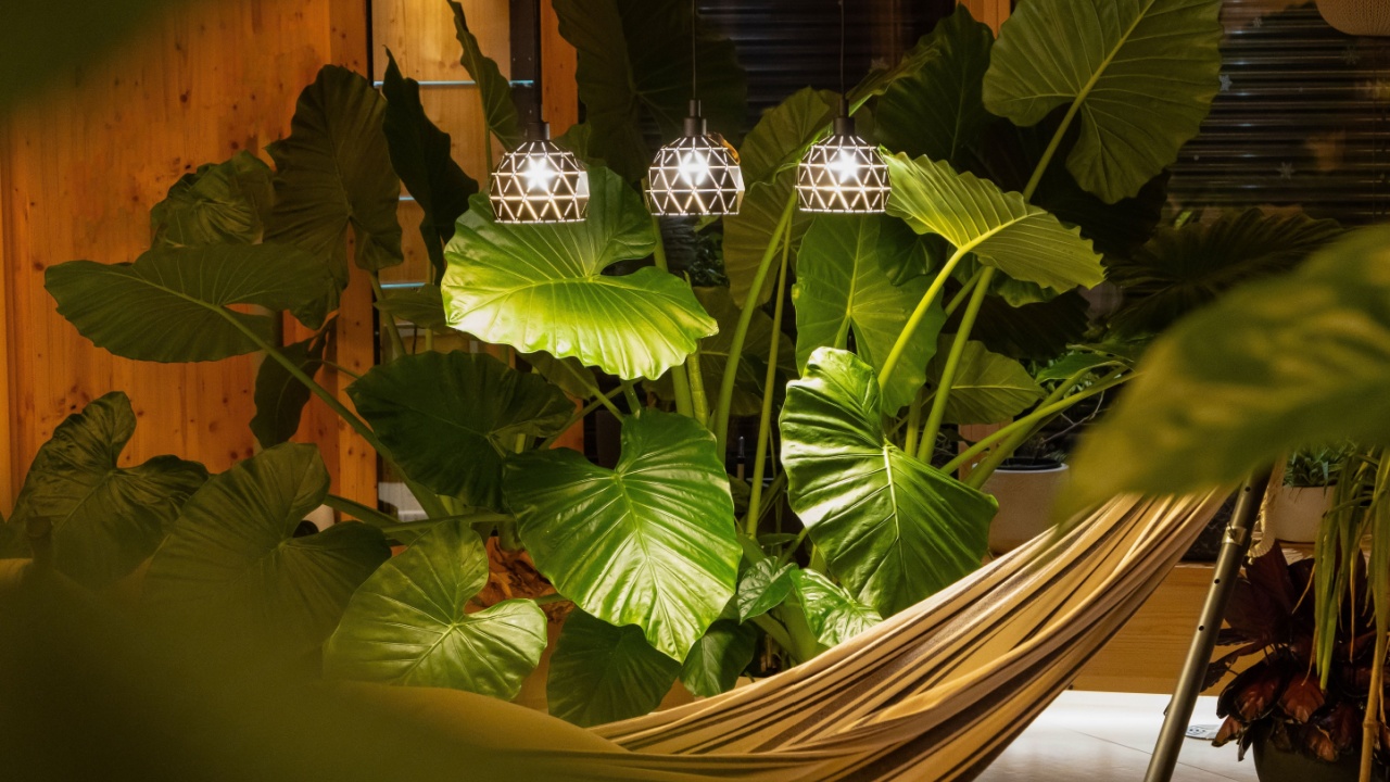 Relaxing indoor jungle with hammock and lush tropical elephant ear plant paired with modern pendant lights. Wooden walls and ceiling create cosy atmosphere in natural, green, and stylish living space