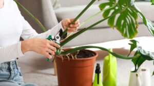 Female hands pruning Monstera houseplant at home