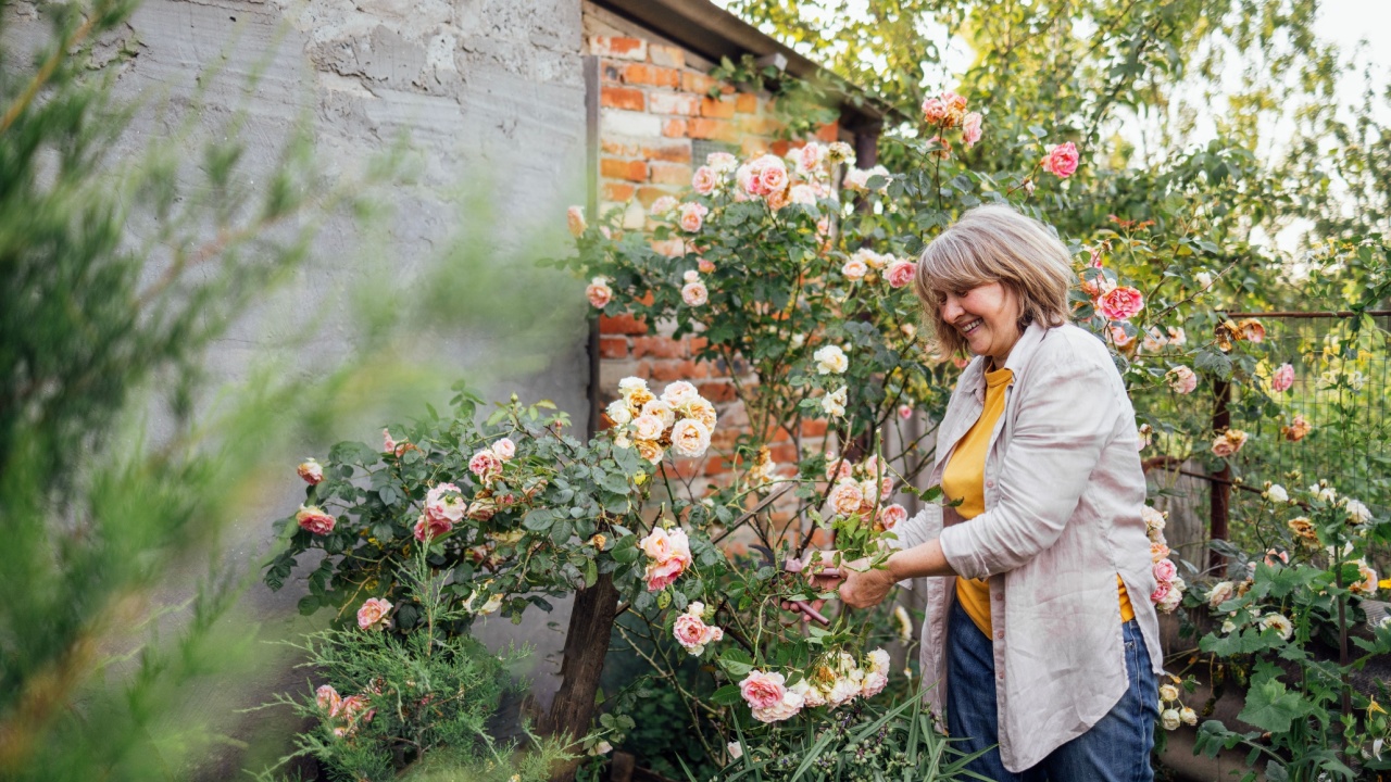 A middle-aged woman is cutting roses in the garden. A mature gardener in casual clothes takes care of the flowers. A smiling pensioner enjoys her hobby in the backyard of the house