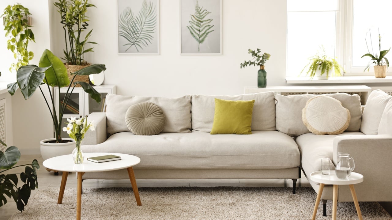 Feng shui. Stylish room with comfortable couch and houseplants