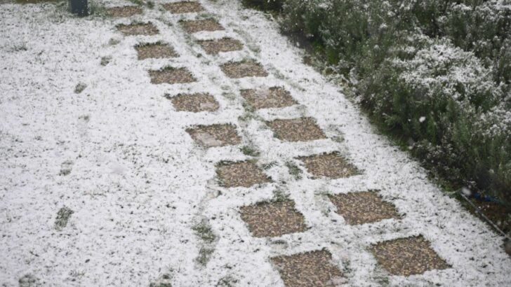 How to Use this Winter Staple as a Weed Killer