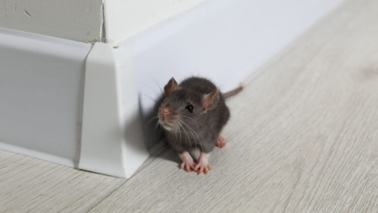 Rat on floor near baseboard indoors. Pest control