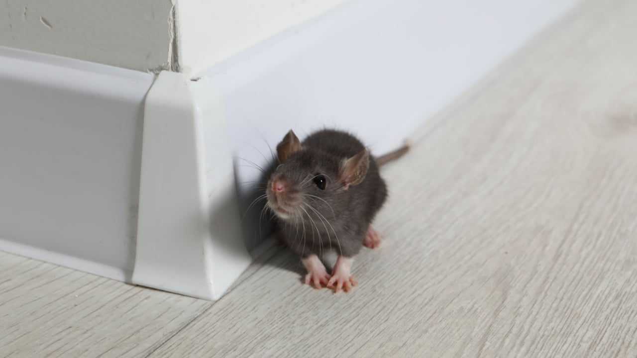 Rat on floor near baseboard indoors. Pest control