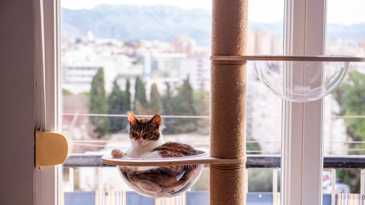 A cozy tabby cat Sleeping, lounges in a transparent bubble bed attached to a modern cat tree by a window with a city view.