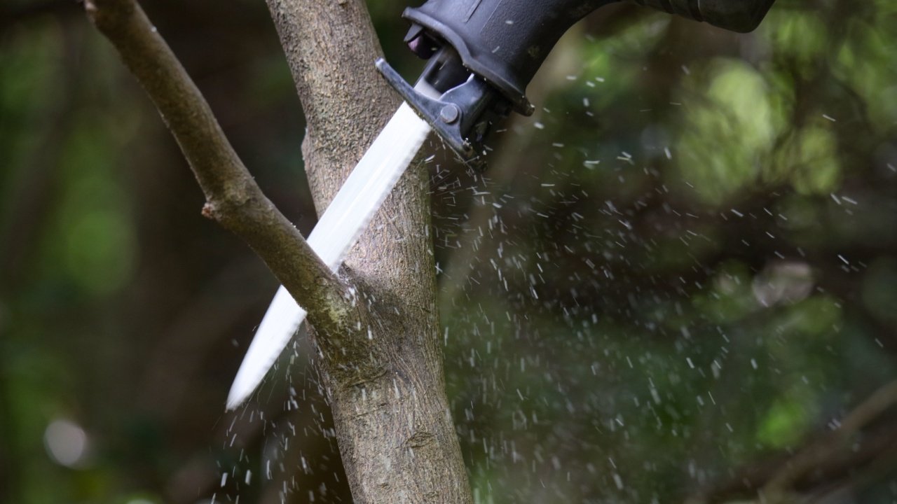 A man cutting the branches of a summer tangerine tree