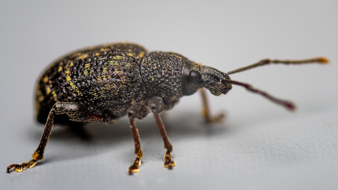 A closeup of a vine weevil insect on a white background.