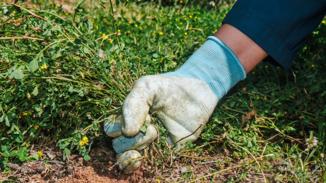a man wearing work gloves is shown in closeup as he pulls weeds from a cultivated field