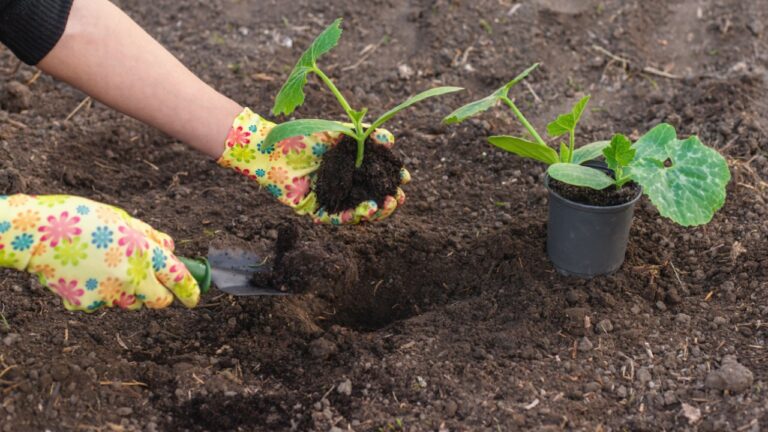 planting zucchini in the garden. Selective focus. nature.