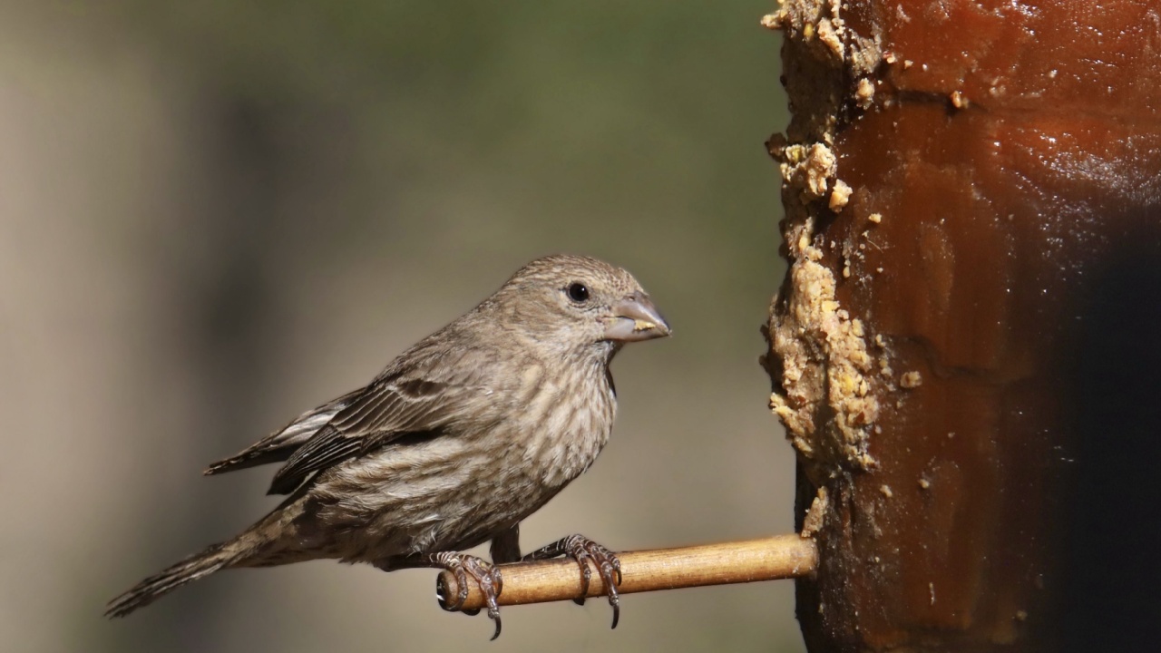 House Finch (female) (haemorhous mexicanus) perched on a suet feeder