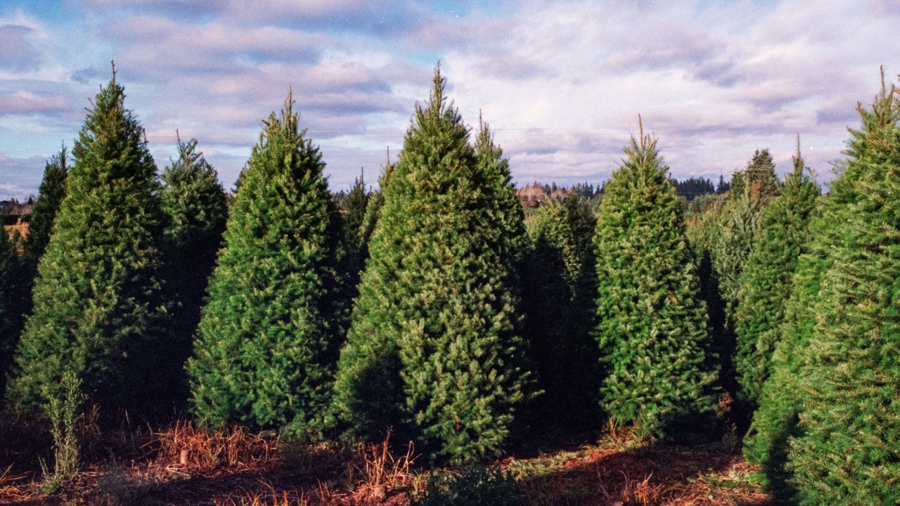 Christmas Tree farm Douglas fir