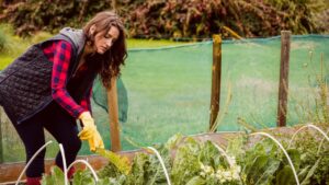 Woman tending leafy greens in raised garden bed wearing gloves and patterned boots, copy space. Vegetables, hobby, nature, sustainability, outdoor, wellness, growth