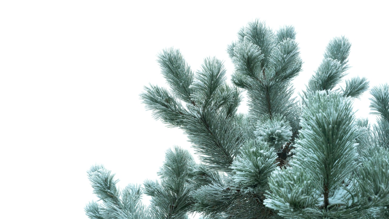pine branches covered with frost isolated on white background