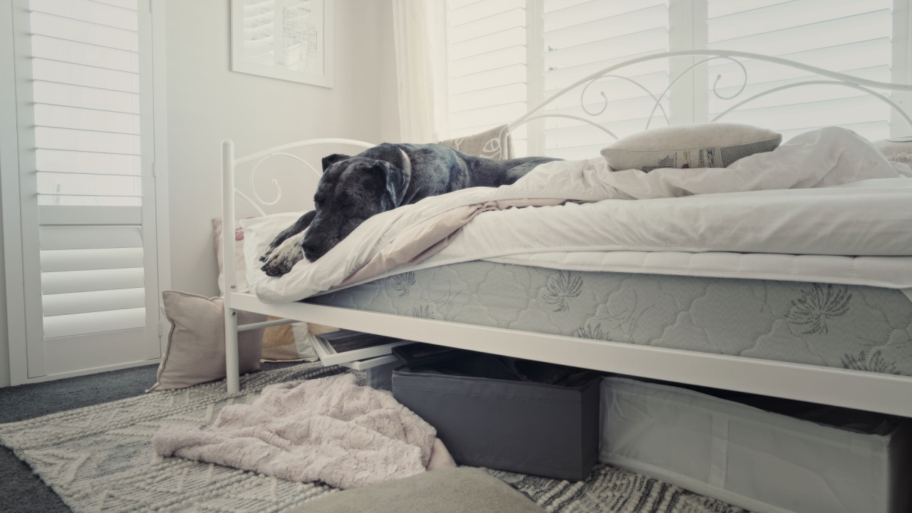 Great Dane rests comfortably on bed surrounded by pillows and blankets. Serene atmosphere enhances tranquility of daytime indoor setting.