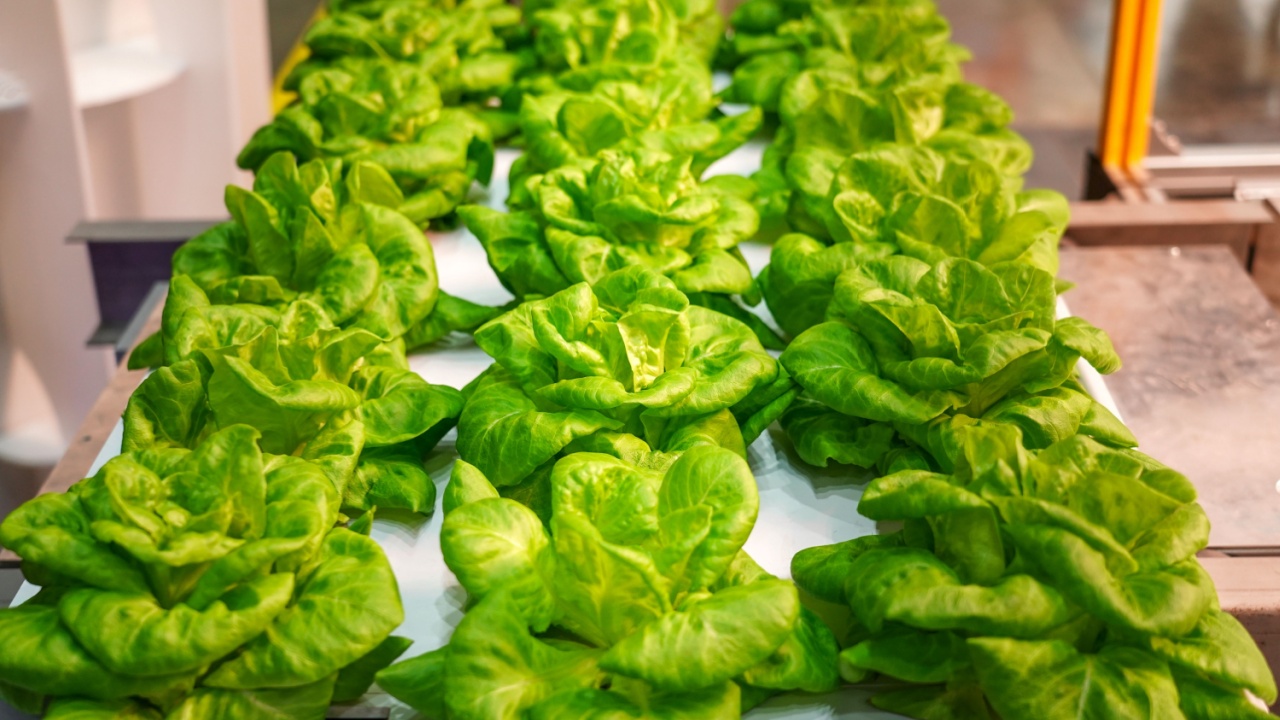 Fresh green vegetable Butterhead Lettuce growing in farm. Organic plant cultivation greenhouses.
