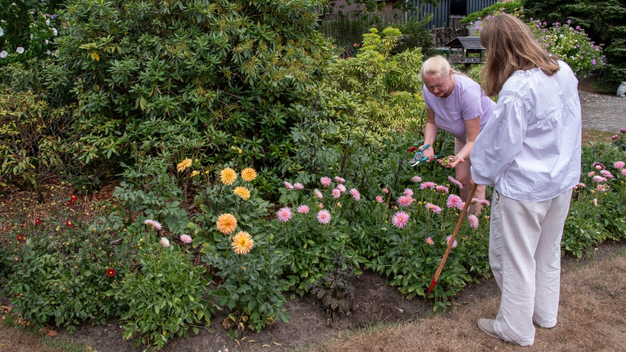 Two women tending and deadheading vibrant pink and orange dahlias in a lush home garden, pruning stems and enjoying a sunny, tranquil afternoon of shared gardening