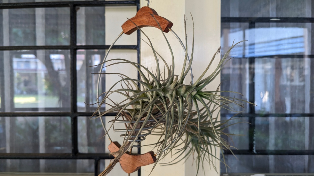 Tillandsia Air Plant in a Rustic Hanging Metal and Wooden Holder