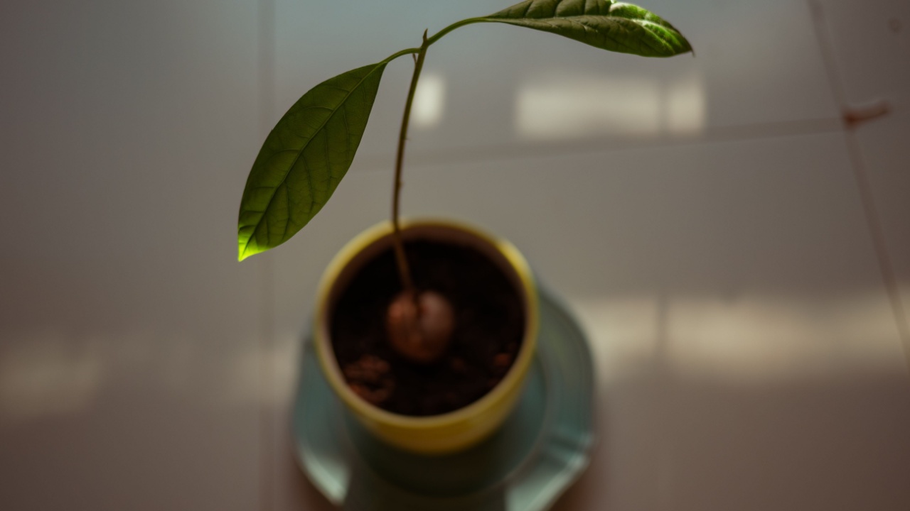 A vibrant avocado plant growing in a small pot indoors