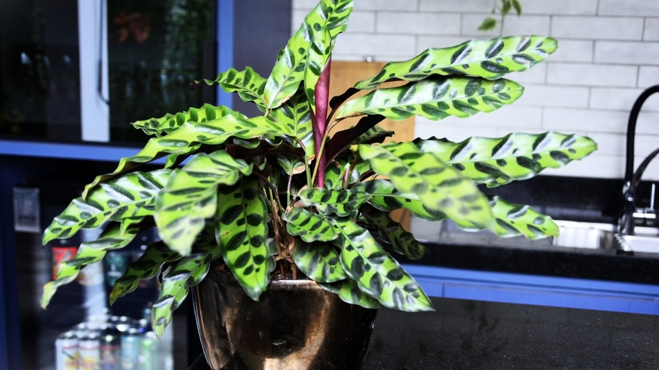 Jacareí, São Paulo, Brazil, October 19, 2025: The beautiful foliage of the rattlesnake plant (Goeppertia insignis) on the table in the gourmet area.