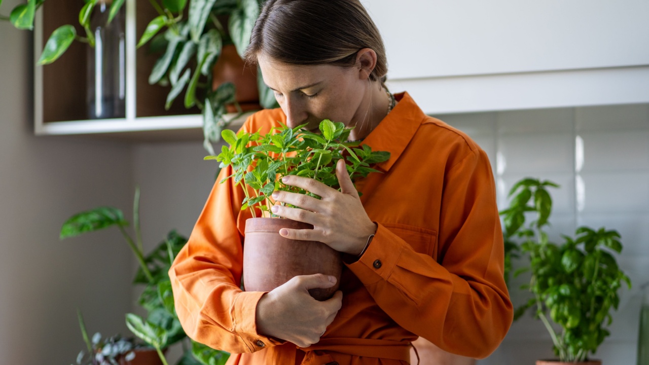 Relaxed woman standing in kitchen surrounded by pots with houseplants, holding pot with home grown peppermint plant. Pleased female smelling fresh aroma of potted mint in hands, enjoying gardening.