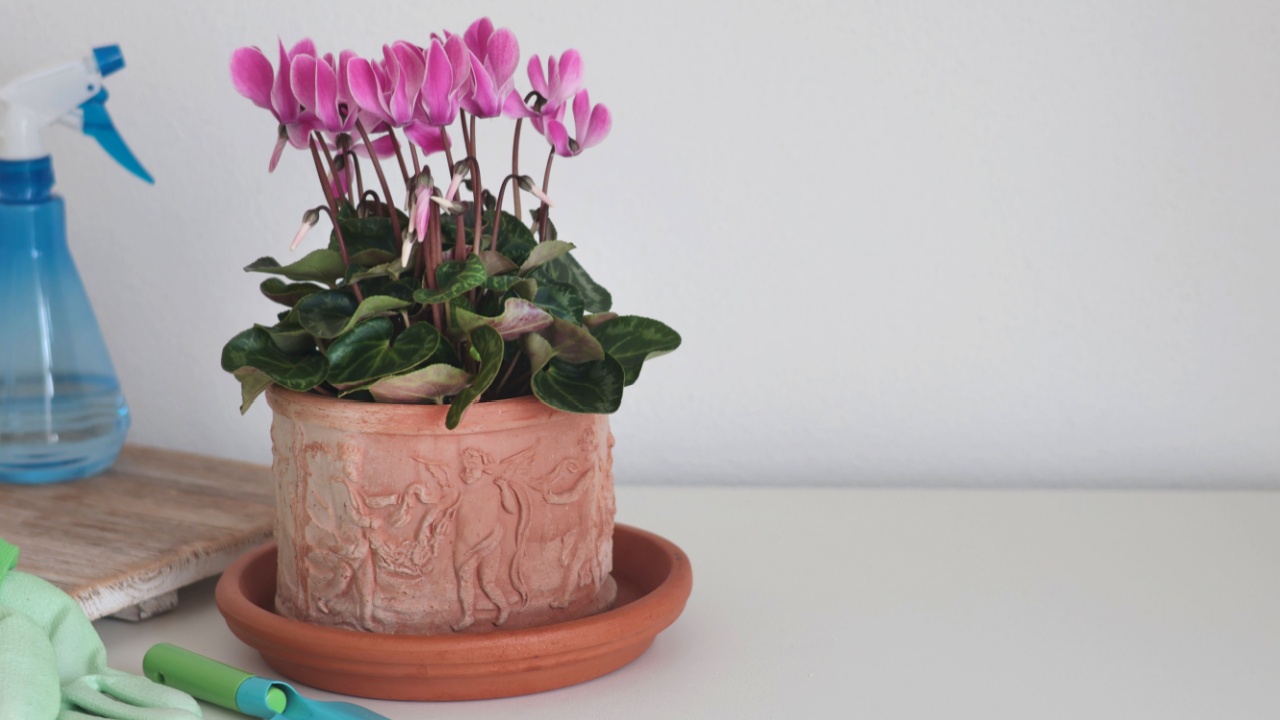 Ceramic terracotta new pot. Gardening and flowers. Home hobby. Free space for design.