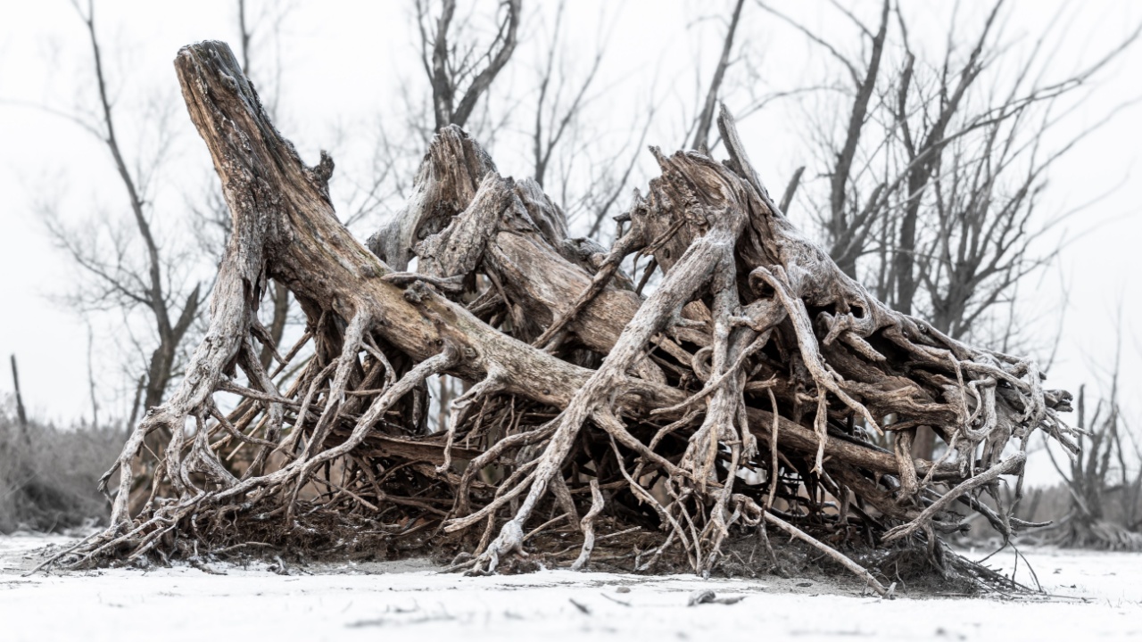 A striking image of a large driftwood structure on a barren landscape with leafless trees in the background.