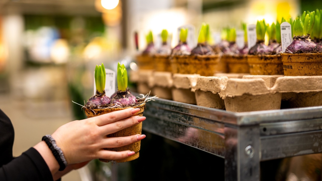 Close-Up Of A Woman Choosing Bulb Plants At The Store