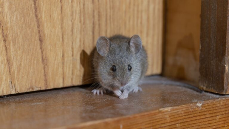 A mouse in the hallway of a house