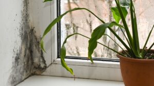 Mold growth on window corner near spathiphyllum plant reflecting dampness and air circulation issues. Green leaves close to moldy window showing high humidity and poor indoor maintenance.