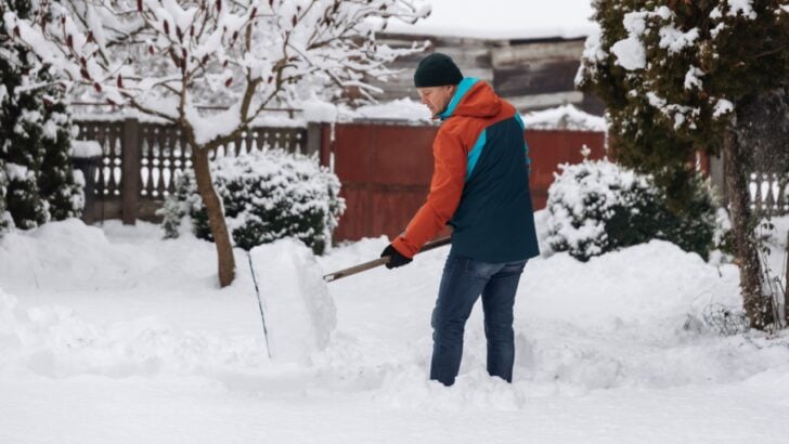 6 Genius Ways to Forage for Food Even in Winter