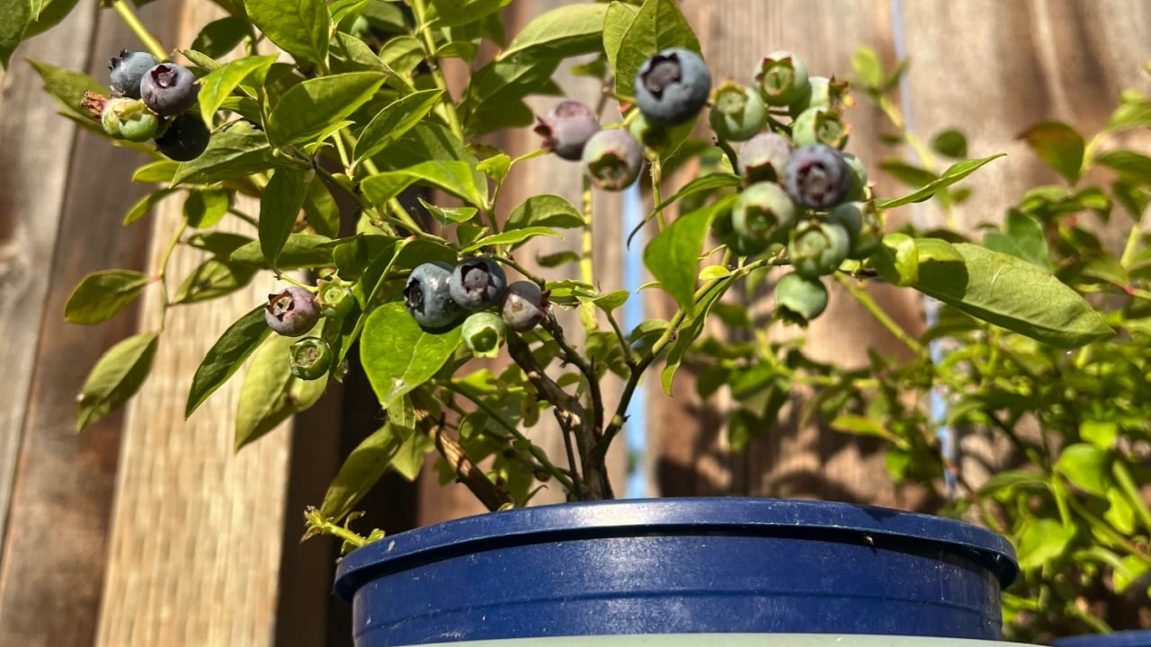 Blueberry plant growing in a container with ripening berries and green leaves in natural sunlight.