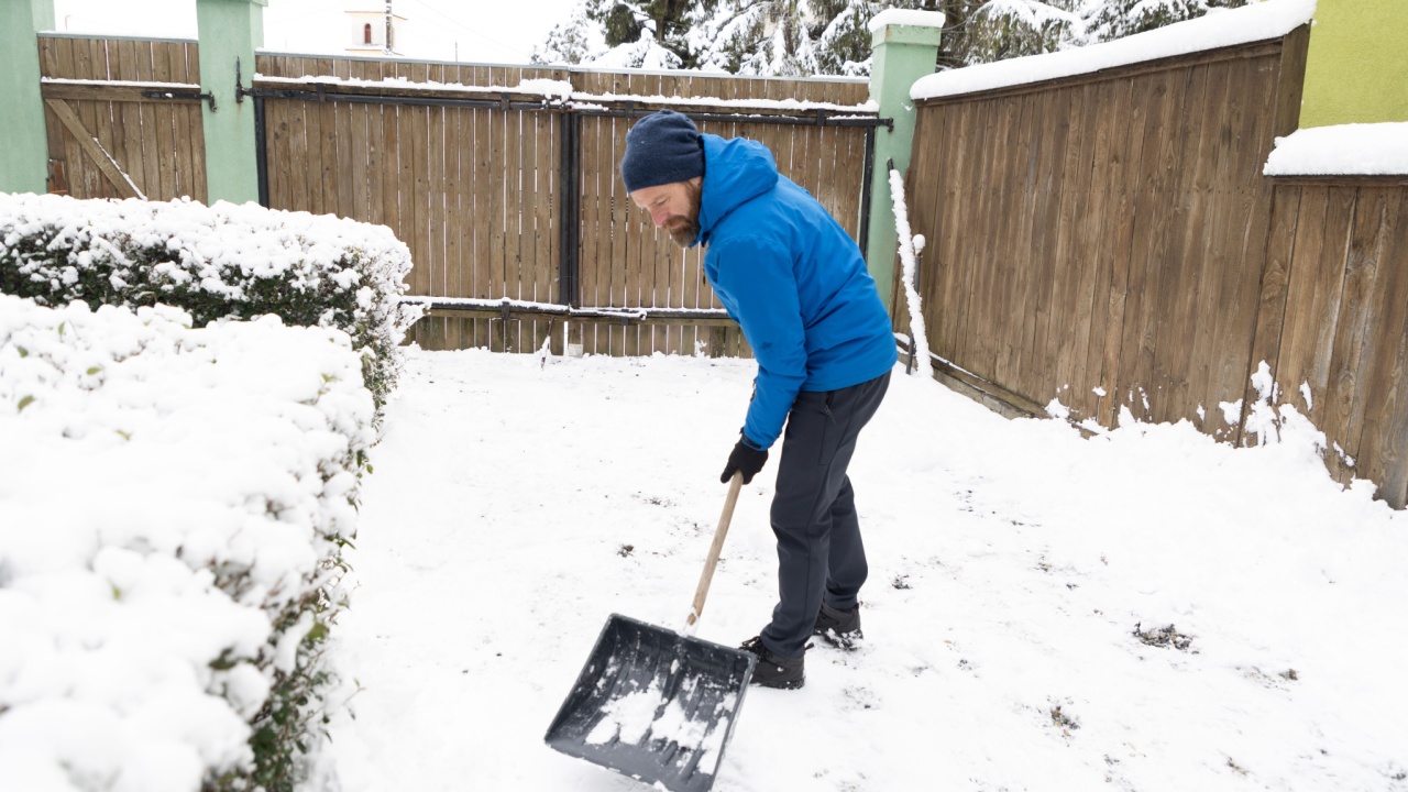 A woman gardener shakes off snow from thuja brabant branches with a broom so that they do not break from the weight of the snow. Garden maintenance in winter. Cleaning garden trees from heavy snow.
