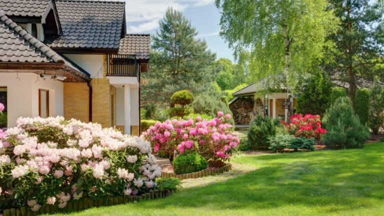 Beauty spring-flowering shrubs in designed garden