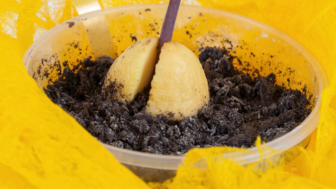 Closeup of avocado plant in a pot