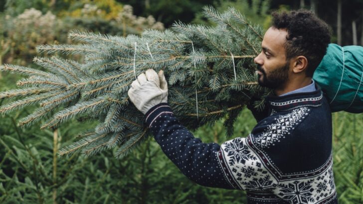 5 Ways to Minimize Christmas Tree Hitchhiking Pests