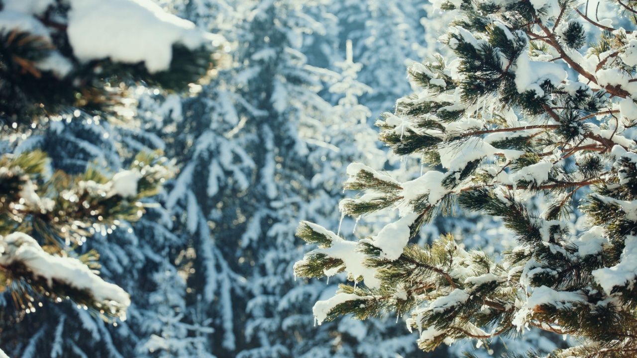 snowy spruce tree with icicles. Wild picturesque winter forest