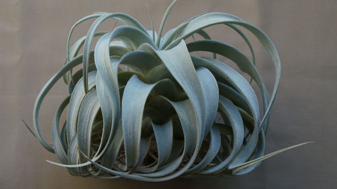 Tillandsia xerographica view from side
