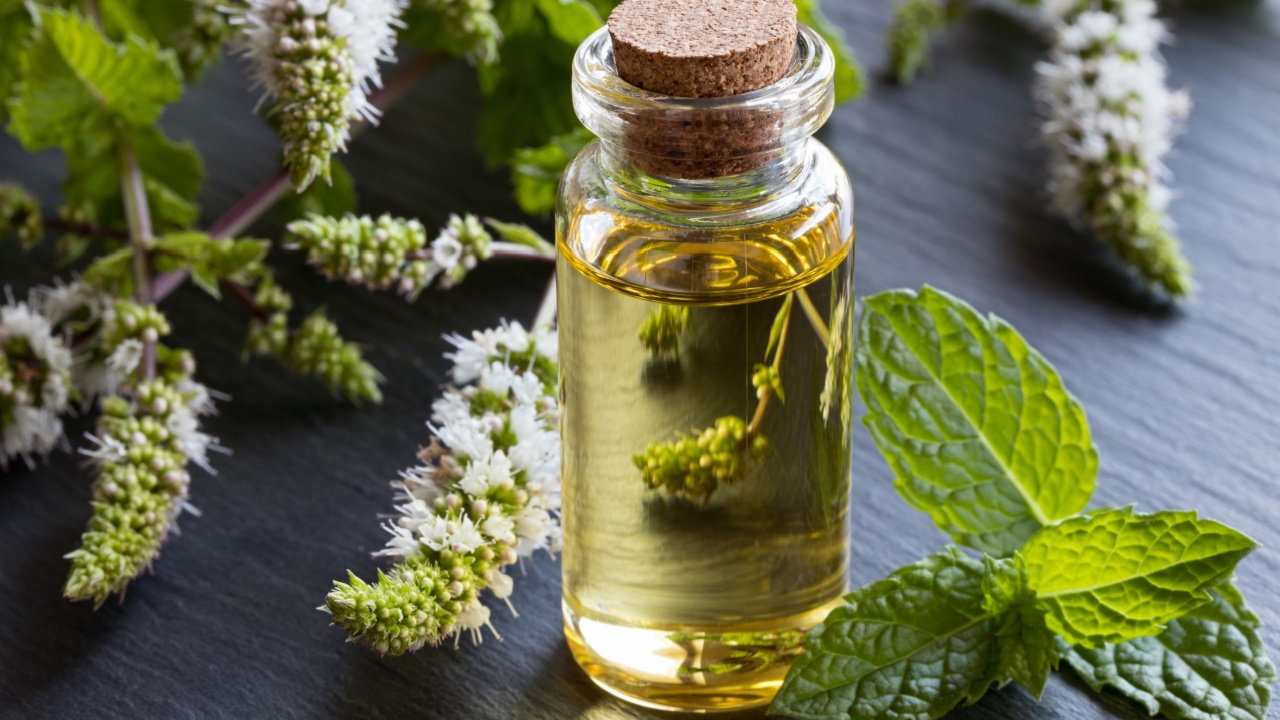 A bottle of peppermint essential oil with fresh peppermint leaves and flowers in the background