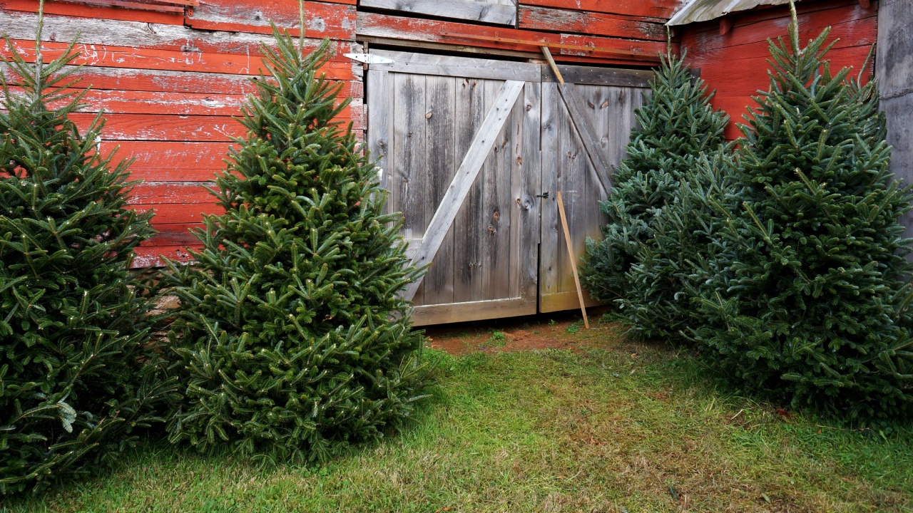 Country Barn and Fraser Fir Trees