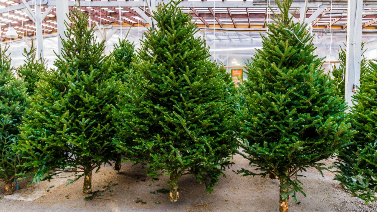 Fresh Cut Christmas Balsam Fir Trees hanging from the ceiling