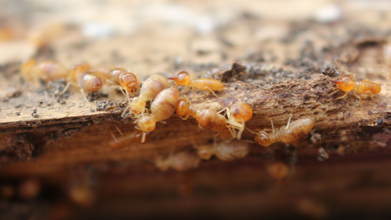 Termites are eating the wood of the house.