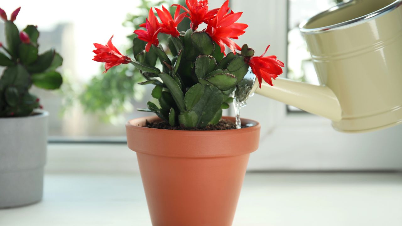 Watering beautiful blooming Schlumbergera plant (Christmas or Thanksgiving cactus) in pot on window sill