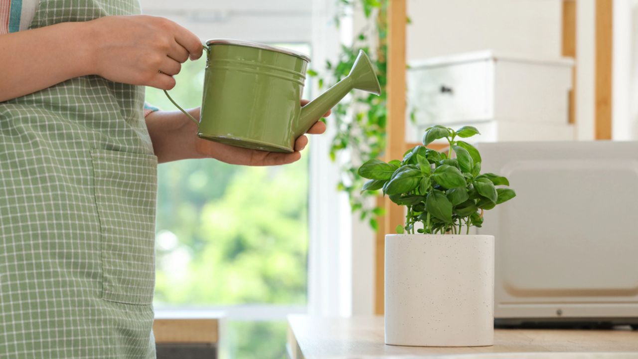 "Woman watering basil plant in kitchen