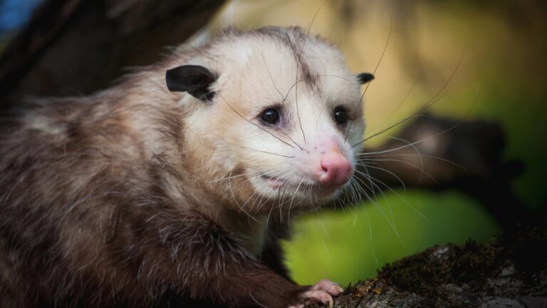 an opossum in a tree