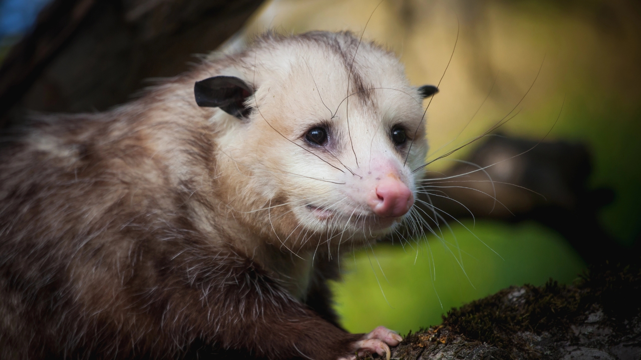 an opossum in a tree