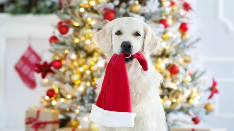 a dog sits in front of a Christmas tree holding a Santa hat in its mouth