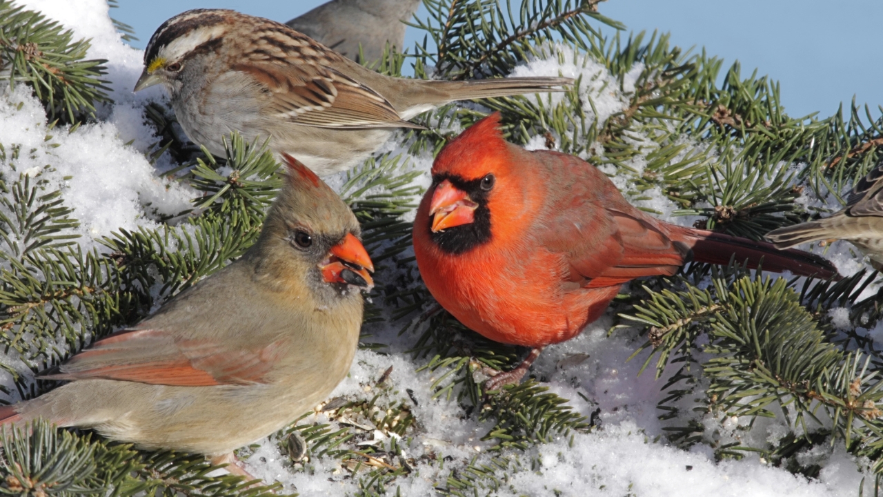 cardinals on a branch in winter