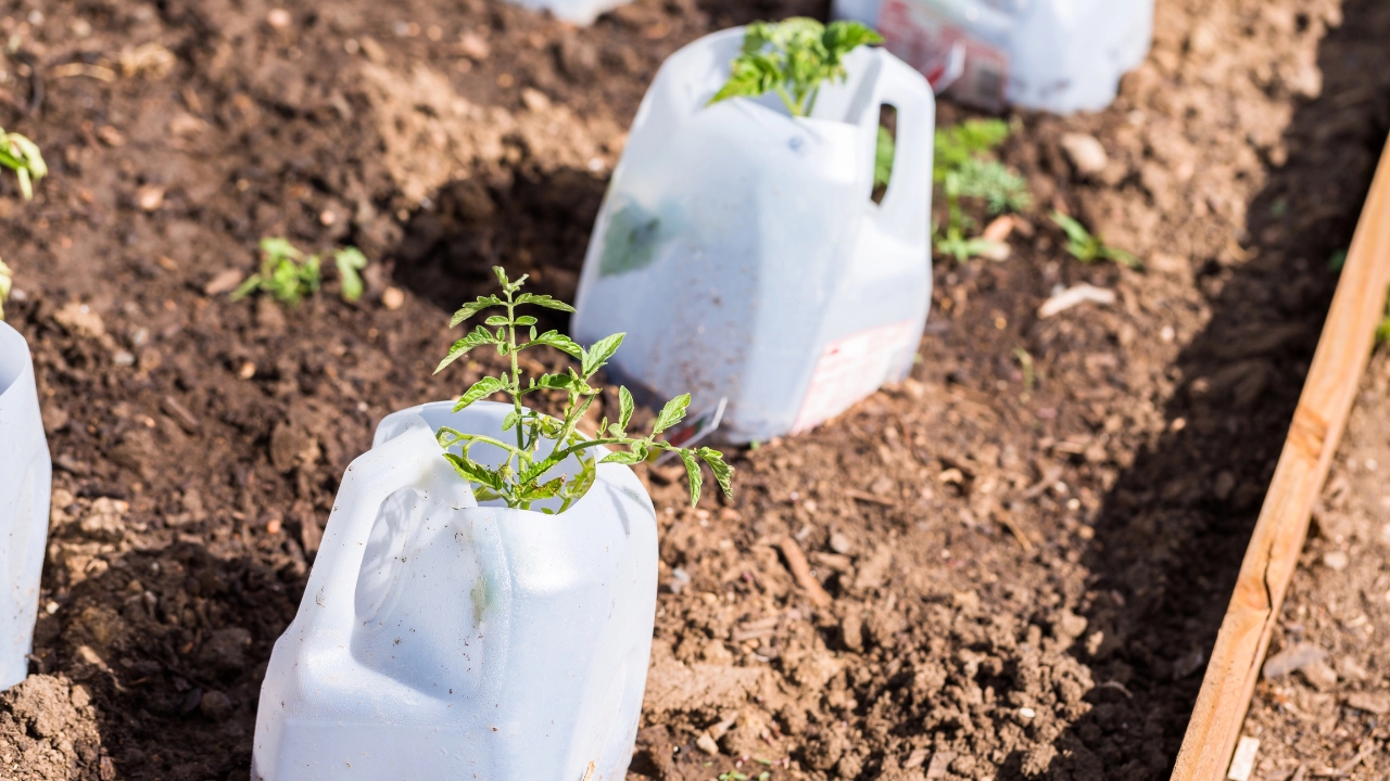 milk jugs with tomato plants growing out of them